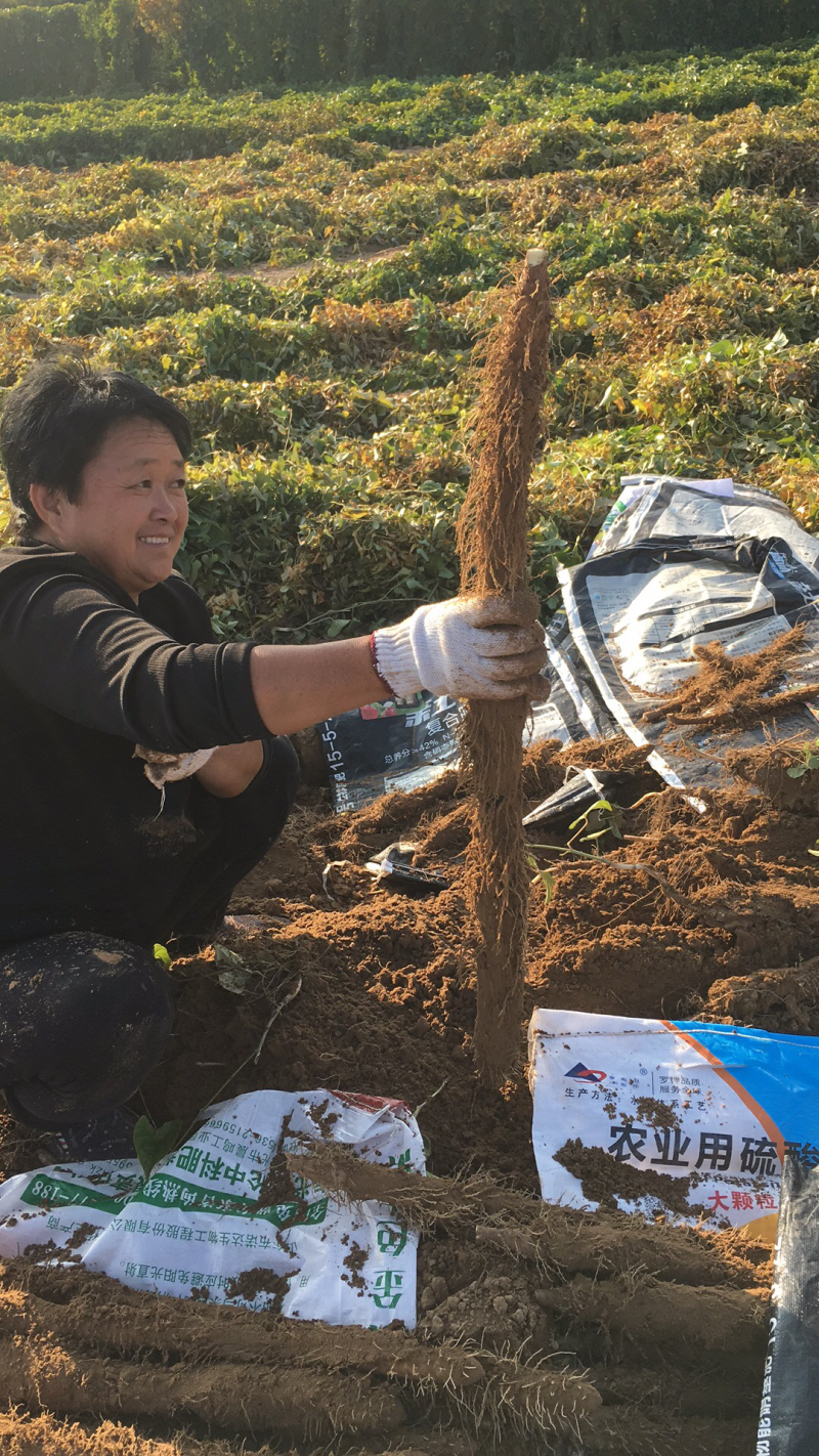棒山药3~4厘米一级手捡50~70厘米