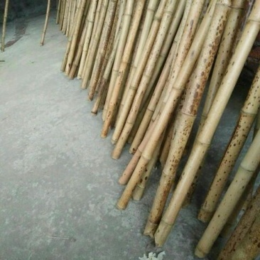 斑竹5~6m