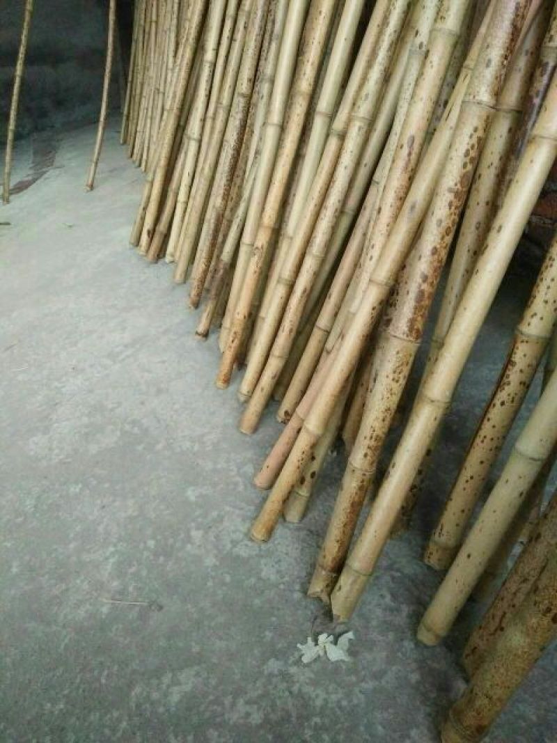斑竹5~6m