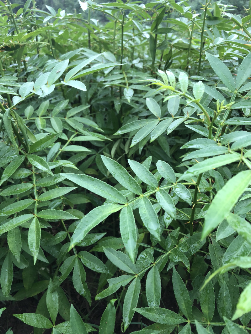 本公司常年销售九叶青花椒苗欢迎咨询参观