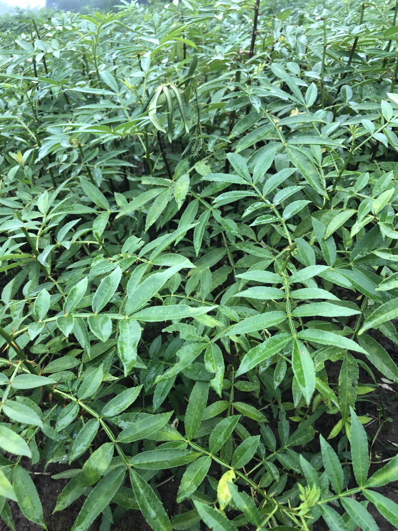 本公司常年销售九叶青花椒苗欢迎咨询参观