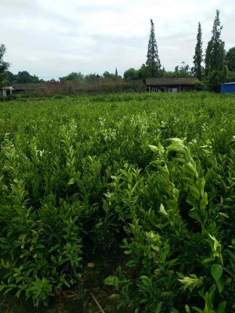 香橙枮的沃柑苗、营养杯苗常年销售欢迎来电咨询
