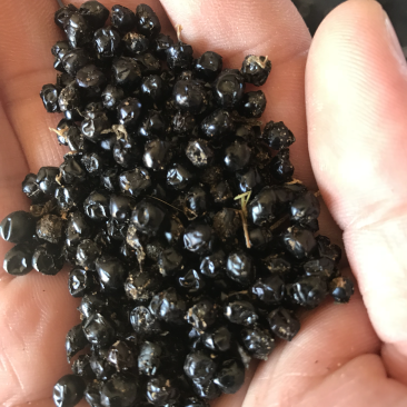射干种子产新，没有任何参杂。合作社自己种植采收的，纯净。