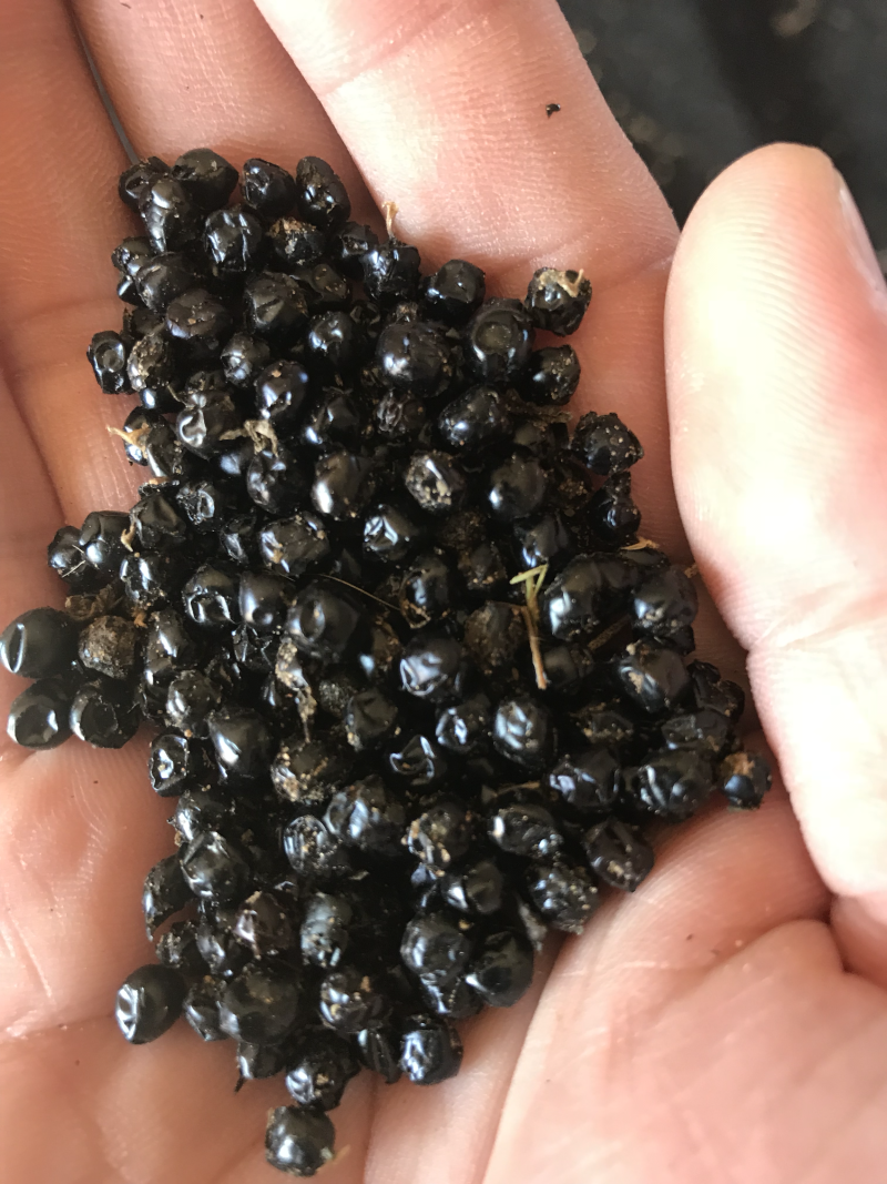 射干种子产新，没有任何参杂。合作社自己种植采收的，纯净。