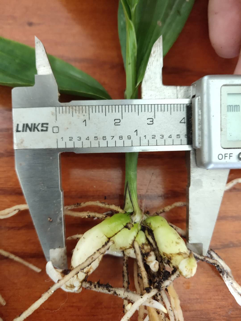 纯紫花三叉白芨苗