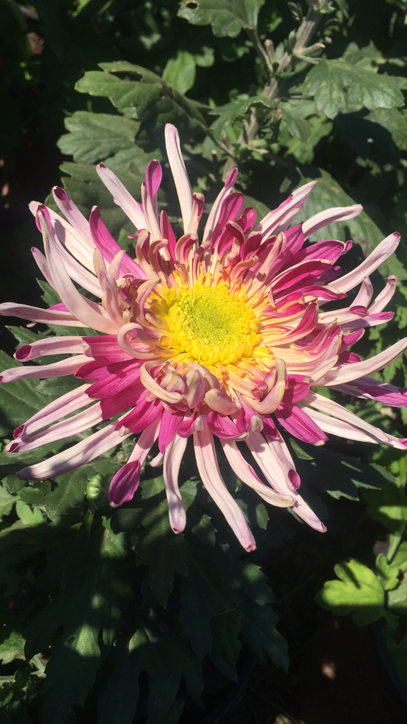 大量出售短日照独头菊，量大从优，有需要的可以联系我