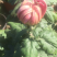 大量出售短日照独头菊，量大从优，有需要的可以联系我