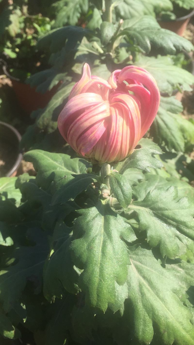 大量出售短日照独头菊，量大从优，有需要的可以联系我