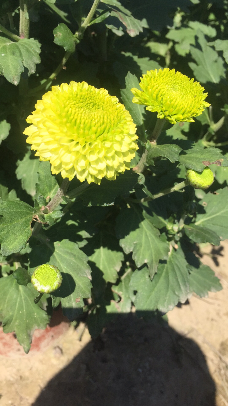 大量出售短日照独头菊，量大从优，有需要的可以联系我