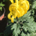 大量出售短日照独头菊，量大从优，有需要的可以联系我