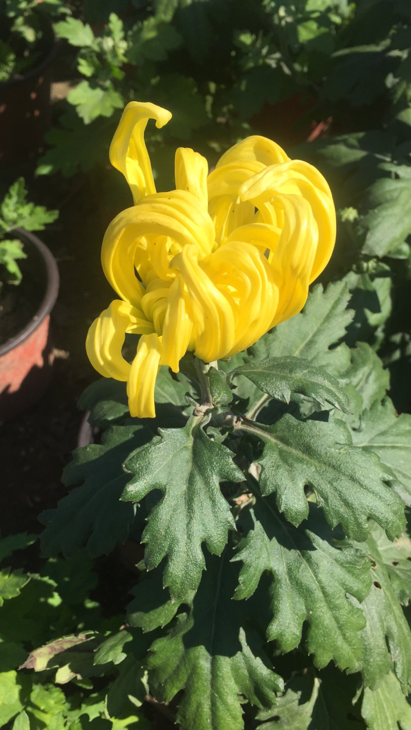 大量出售短日照独头菊，量大从优，有需要的可以联系我