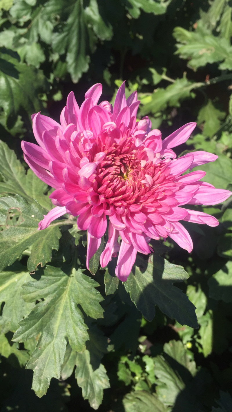 大量出售短日照独头菊，量大从优，有需要的可以联系我