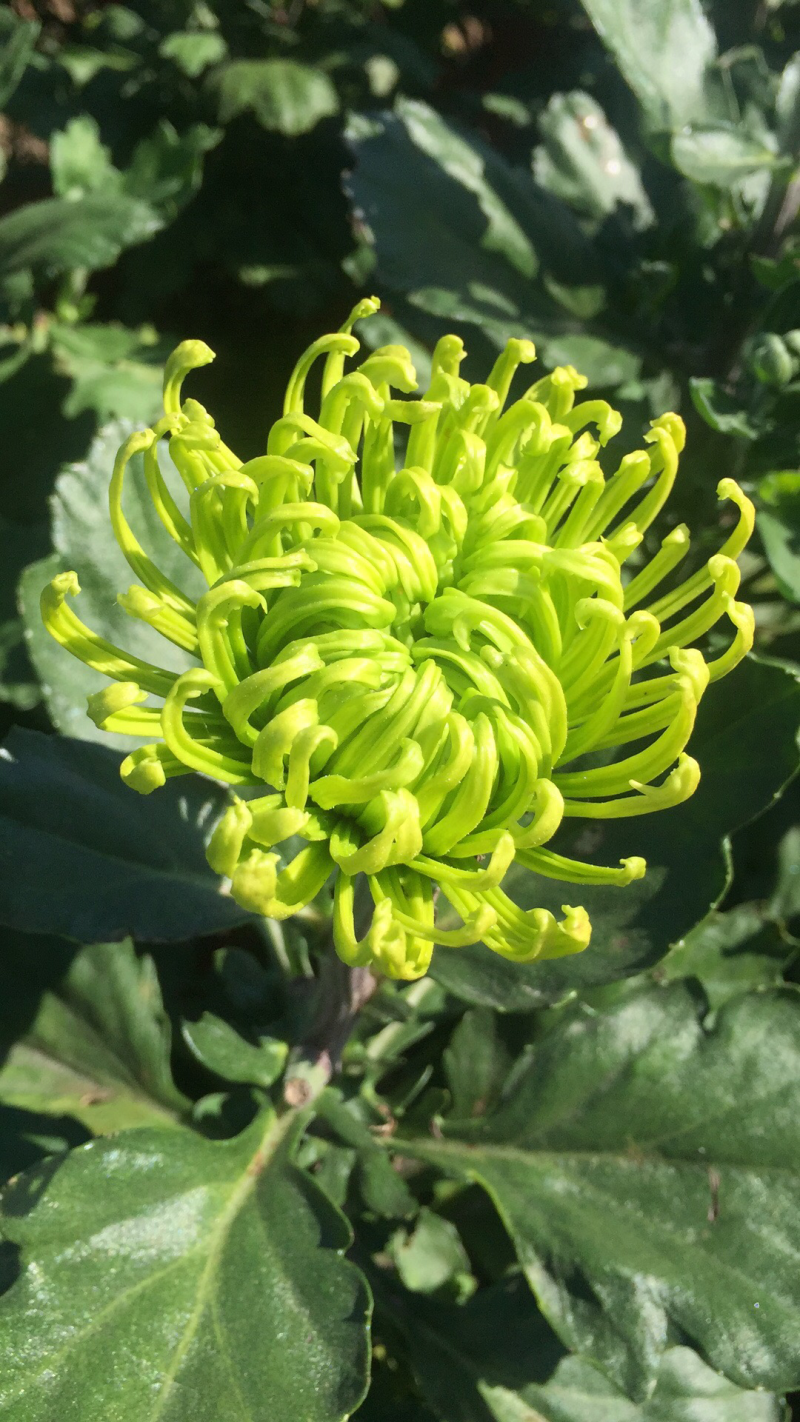 大量出售短日照独头菊，量大从优，有需要的可以联系我