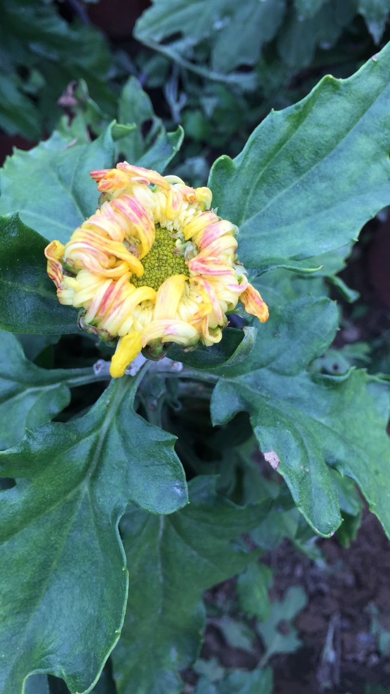 大量出售短日照独头菊，量大从优，有需要的可以联系我