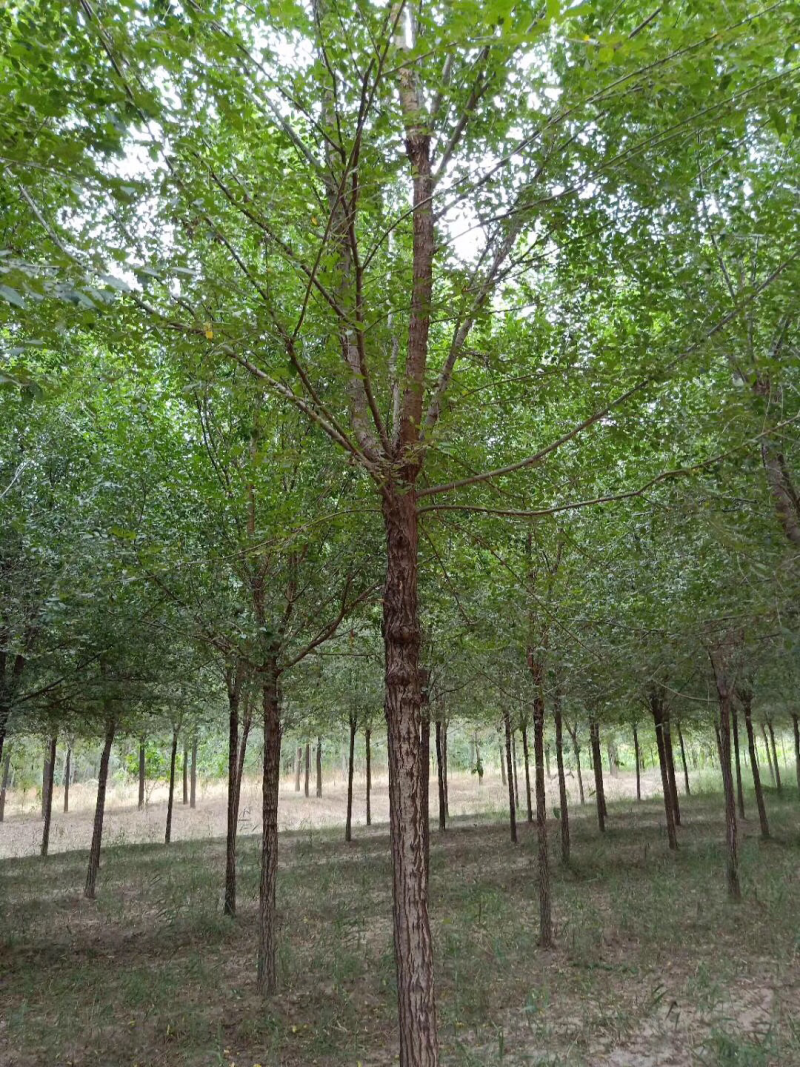 榆树8~10cm8~10cm2.5~3m