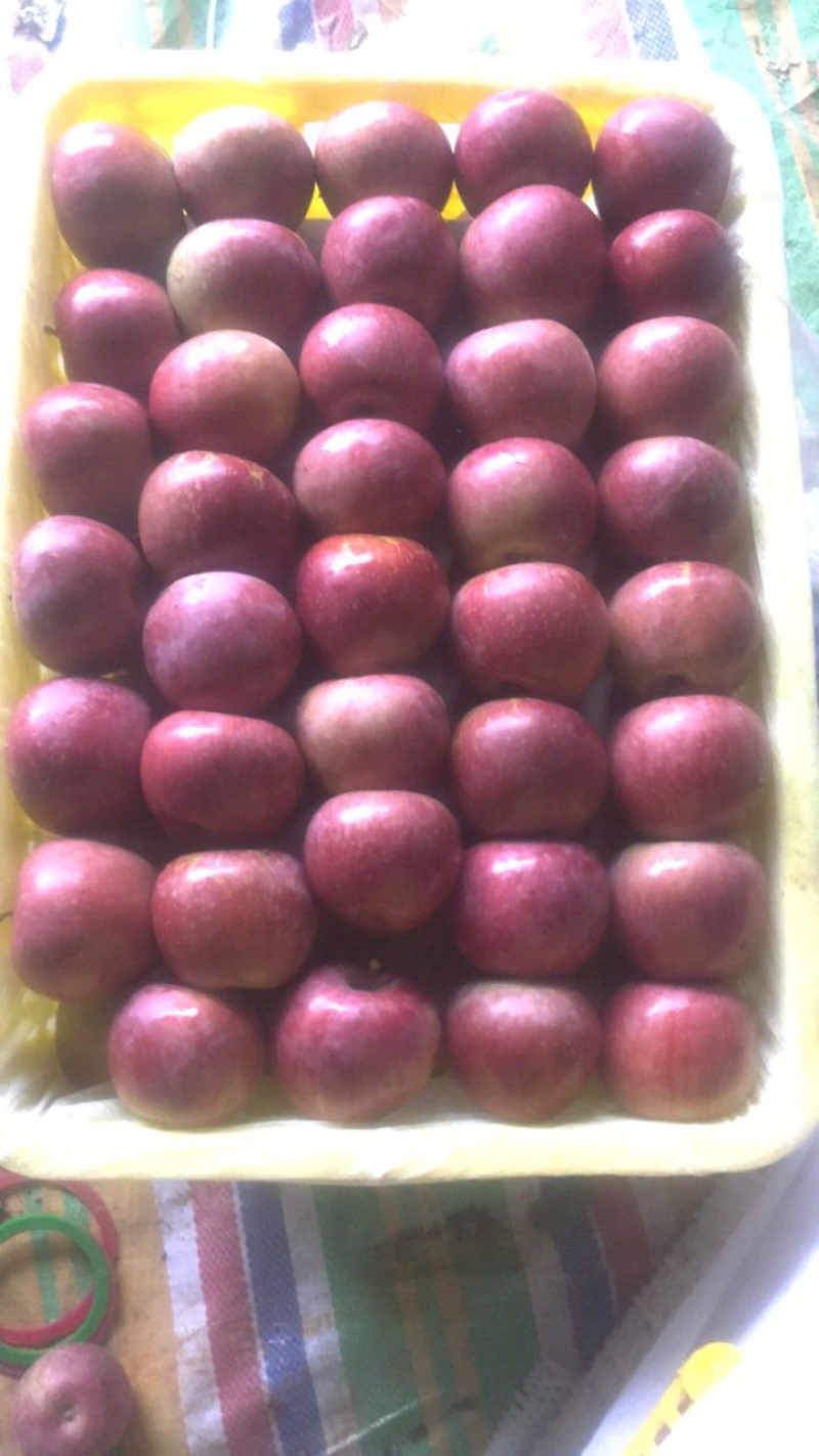 红富士普果
