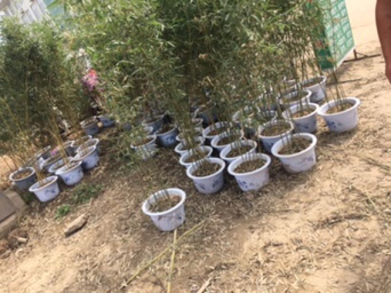 竹子金镶玉紫竹庭院竹枣园竹包成活送货上门