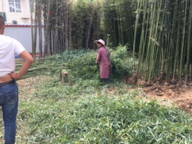 竹子金镶玉紫竹庭院竹枣园竹包成活送货上门