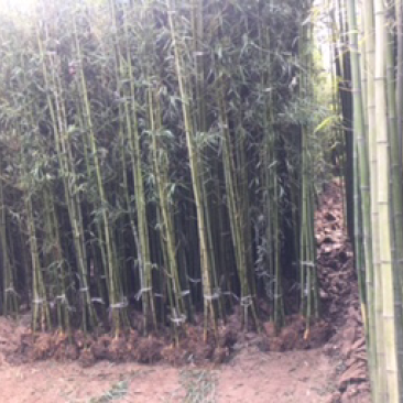 竹子金镶玉紫竹庭院竹枣园竹包成活送货上门