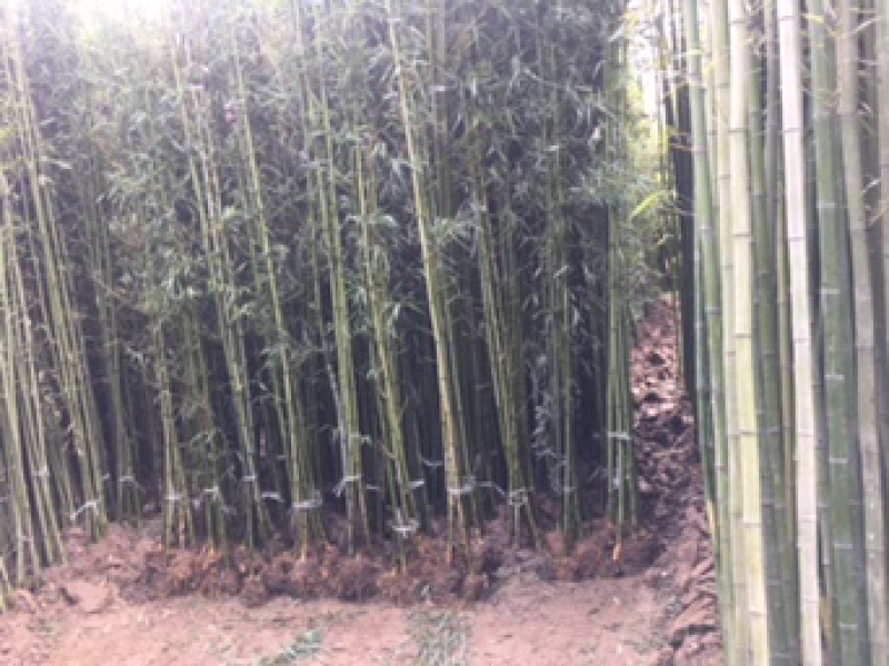 竹子金镶玉紫竹庭院竹枣园竹包成活送货上门