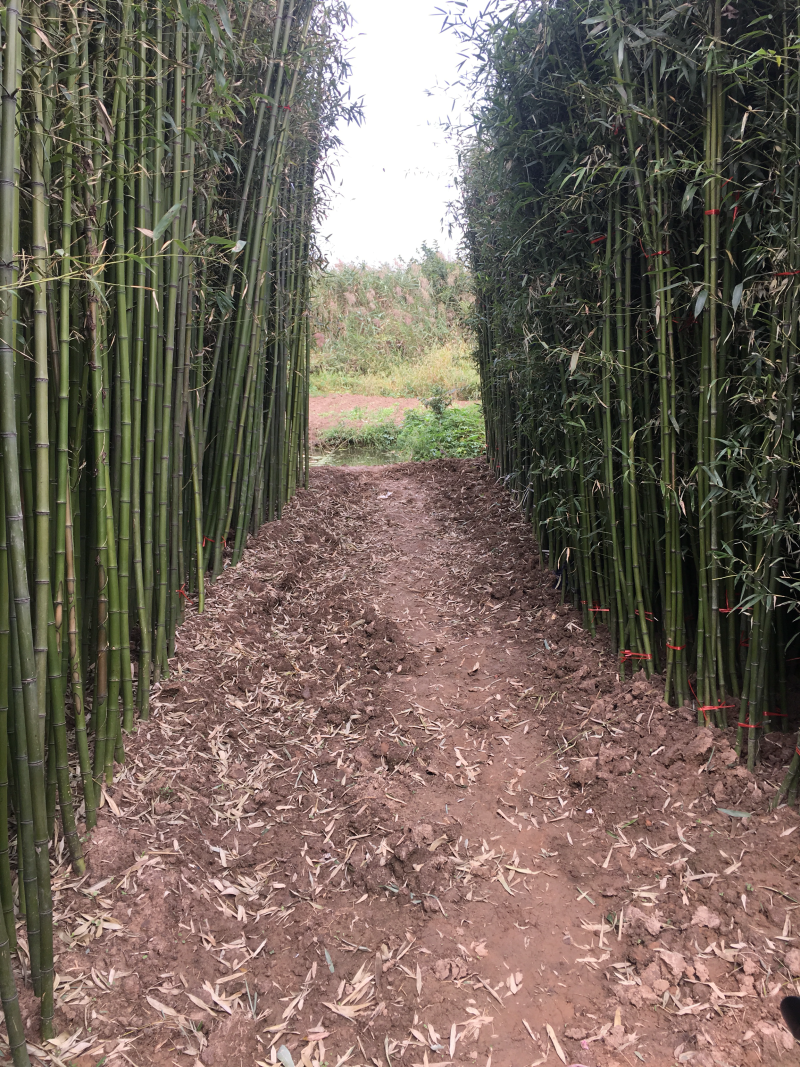 竹子金镶玉紫竹庭院竹枣园竹包成活送货上门
