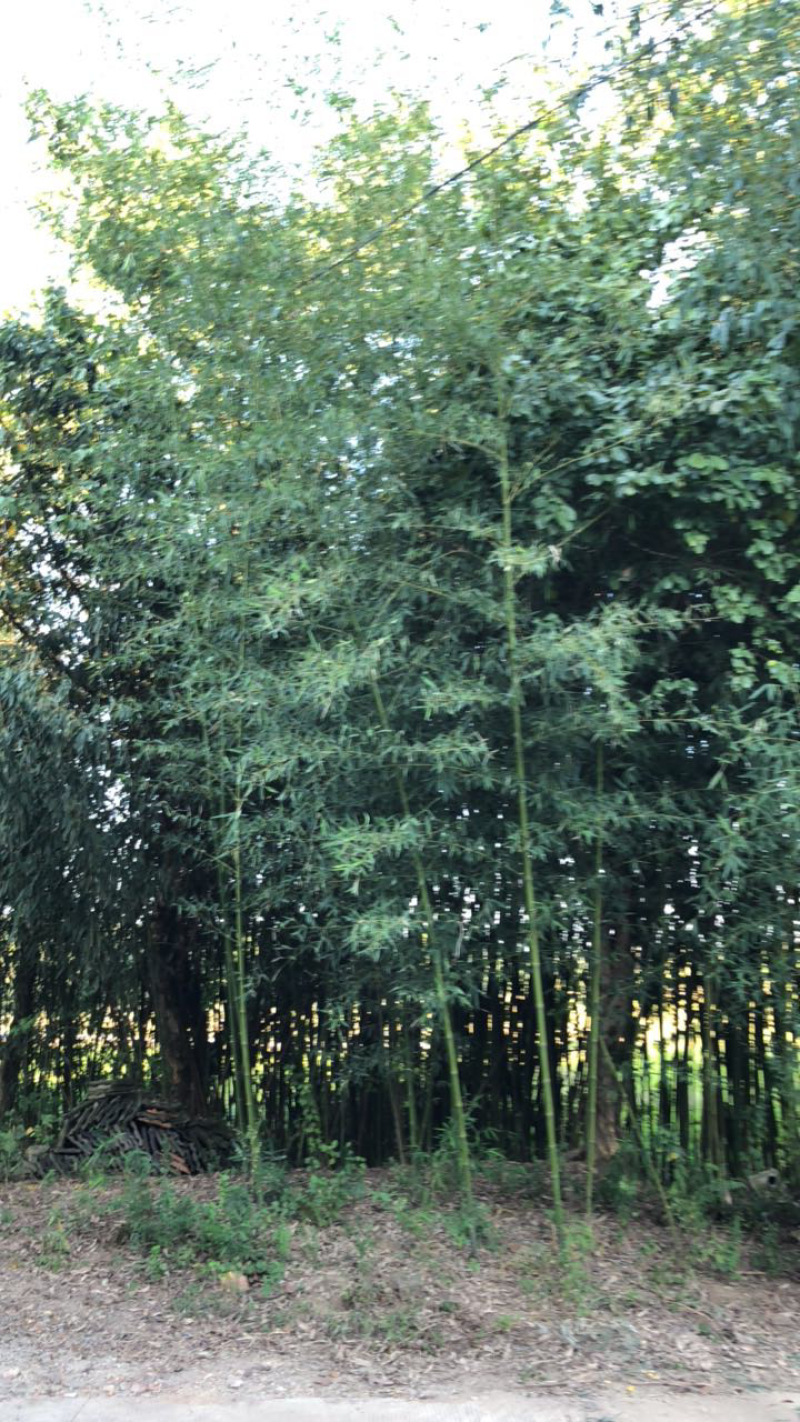 竹子安徽青叶竹