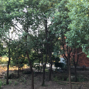 樟树