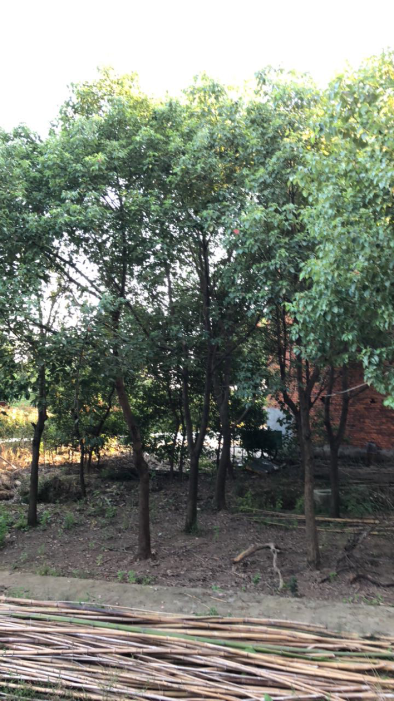 樟树
