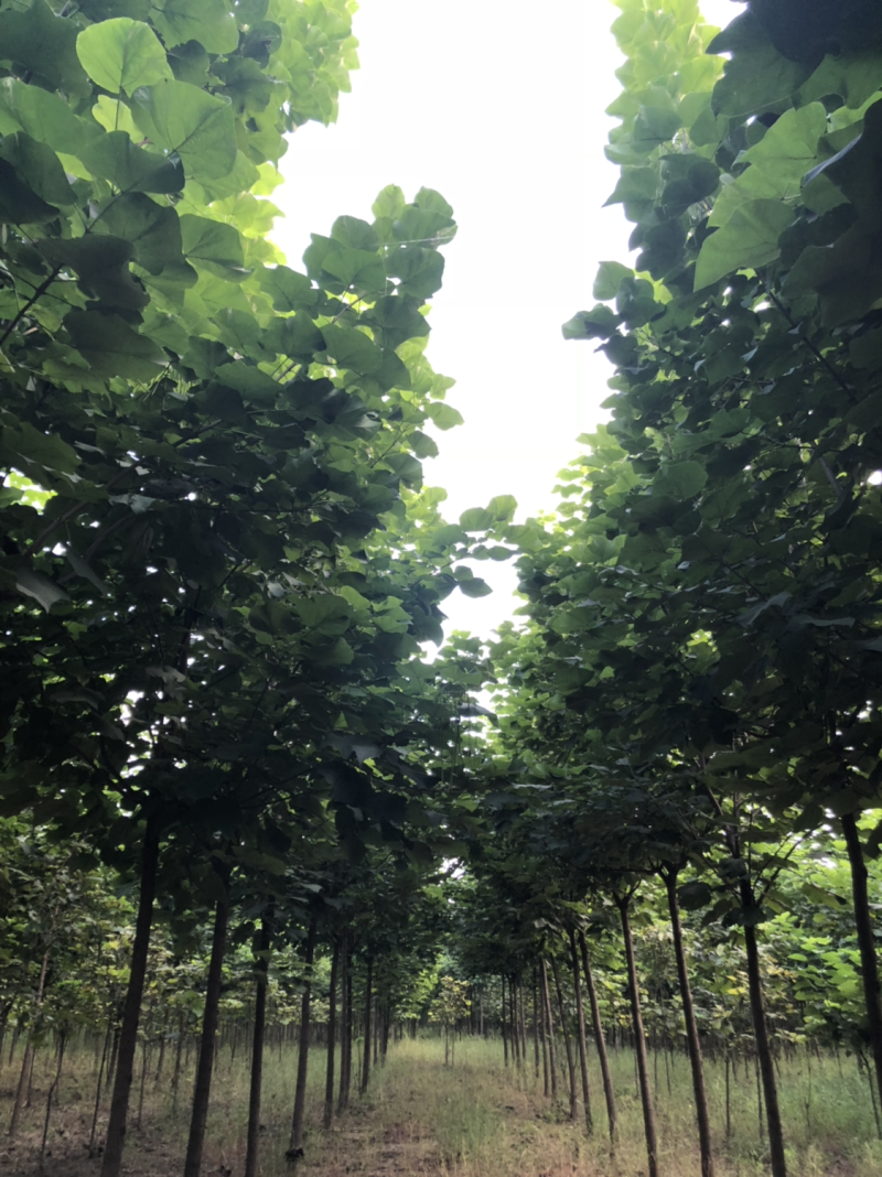 梓树