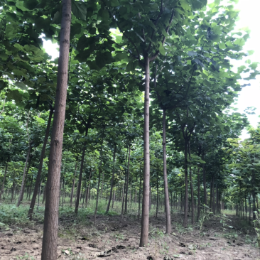 梓树