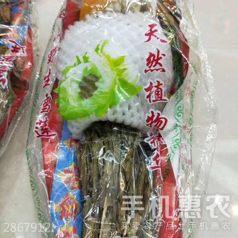 天山雪莲