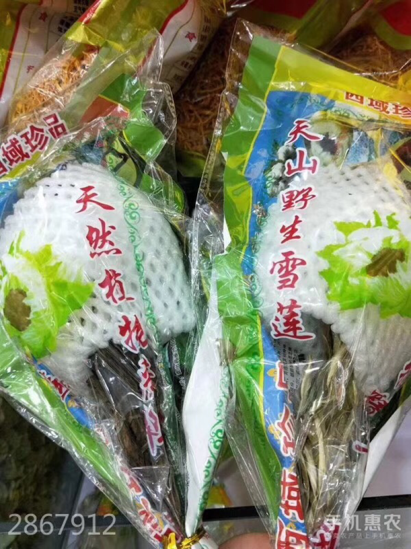 天山雪莲