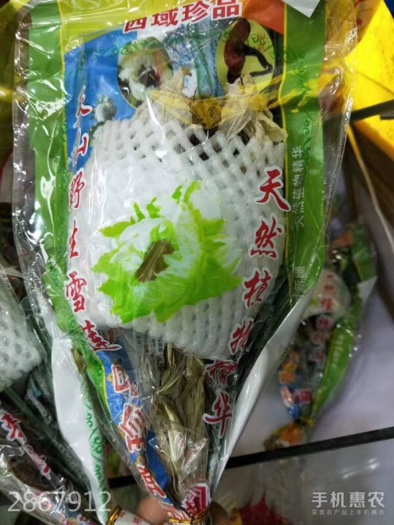 天山雪莲