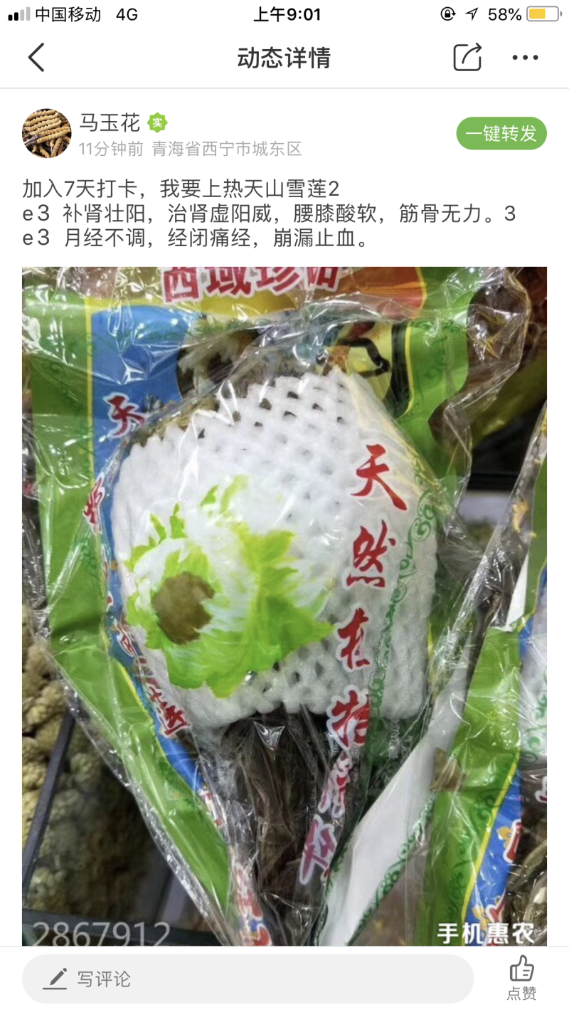 天山雪莲
