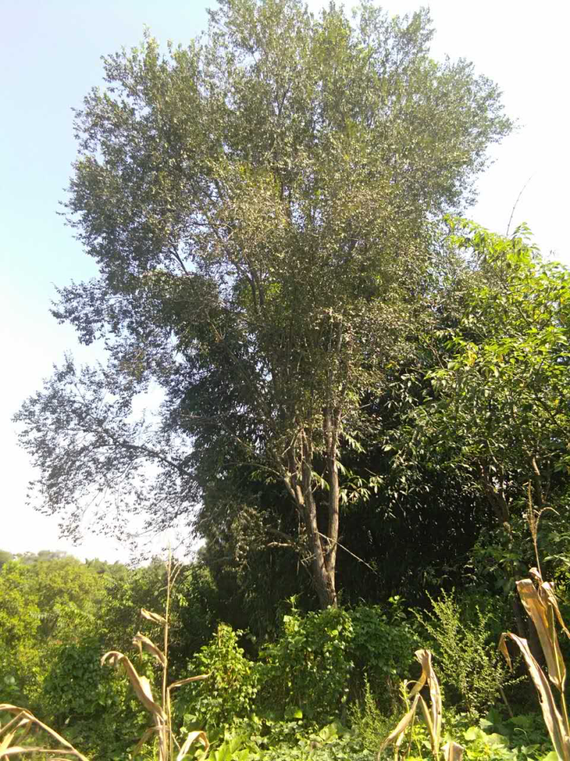 榆树（真实需求联系询价勿扰）