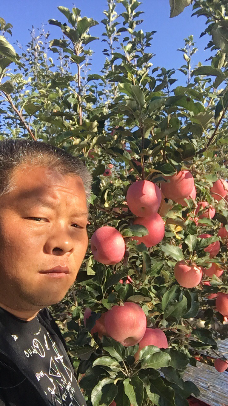 陕西纸袋红富士苹果价格水晶红富士苹果大量批发红富士苹果产