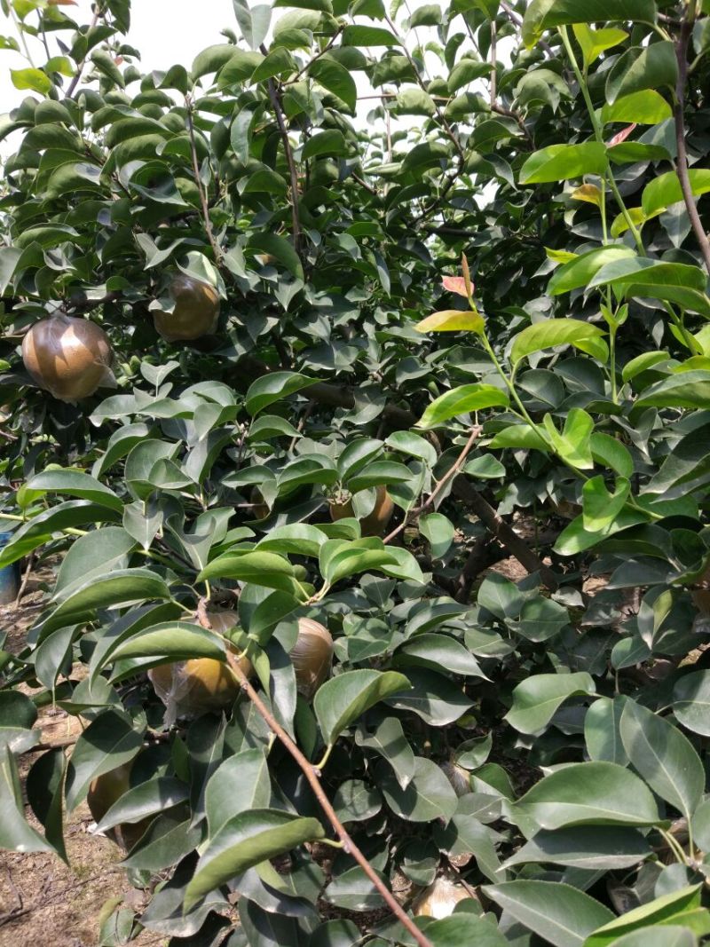 爱宕梨500~550g膜袋