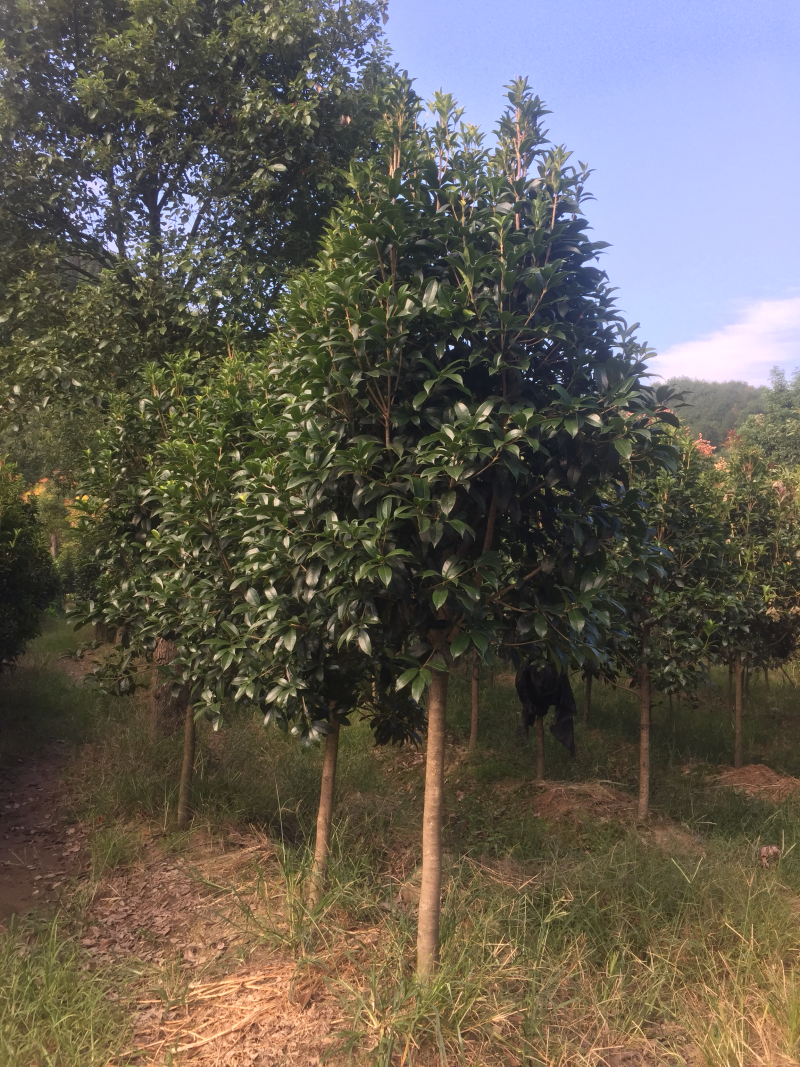 供应5-6公分金桂（长庚桂）