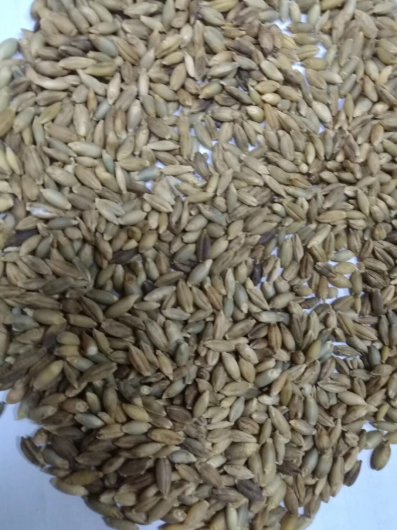 青稞高原一级脱皮去皮青稞米白青稞兰青稞黑青稞