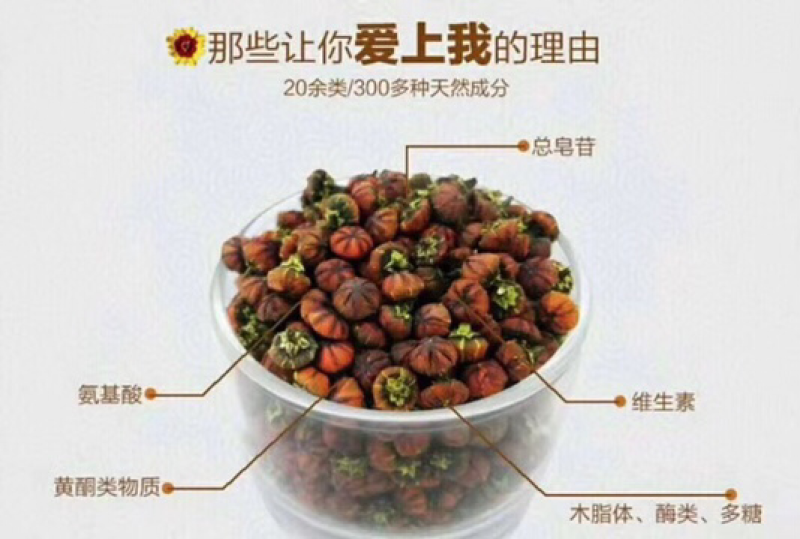 昆仑胎菊