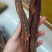 锁阳