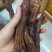 锁阳