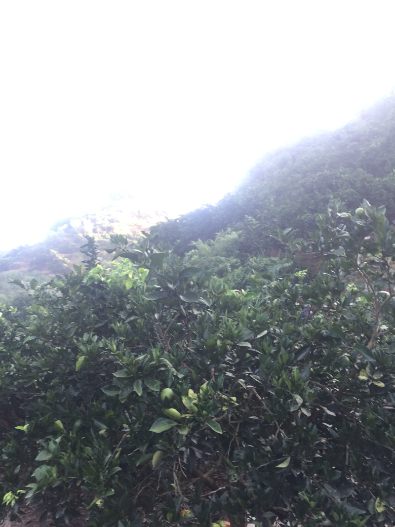 冰糖橙