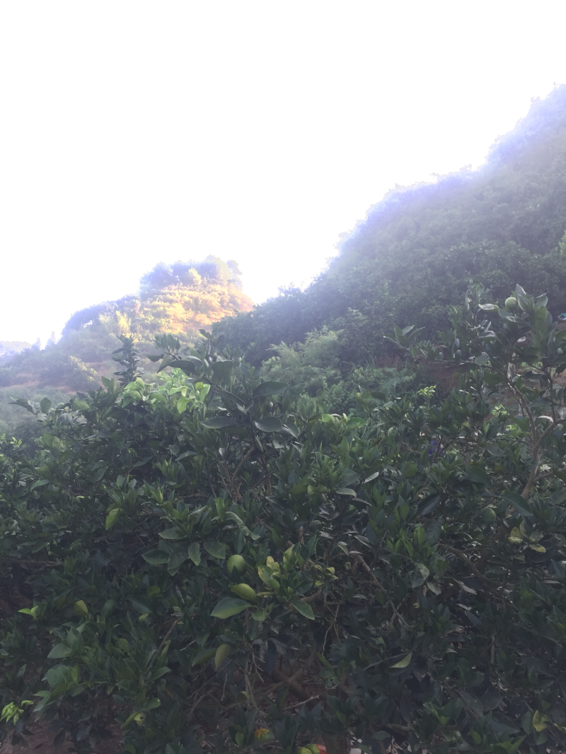 冰糖橙