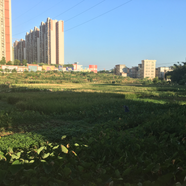 本村在广东省怀集县城拔用宅基地地