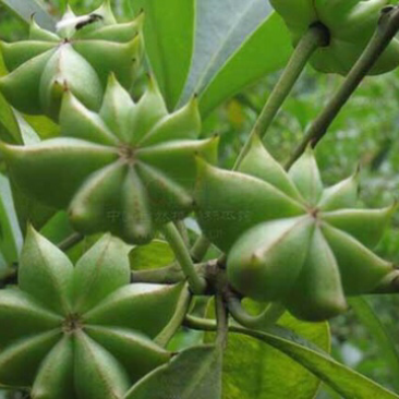 广西大红八角茴香大量供应