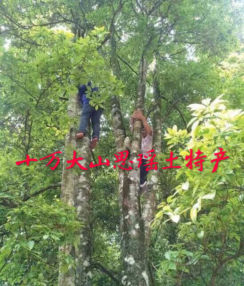 广西大红八角茴香大量供应
