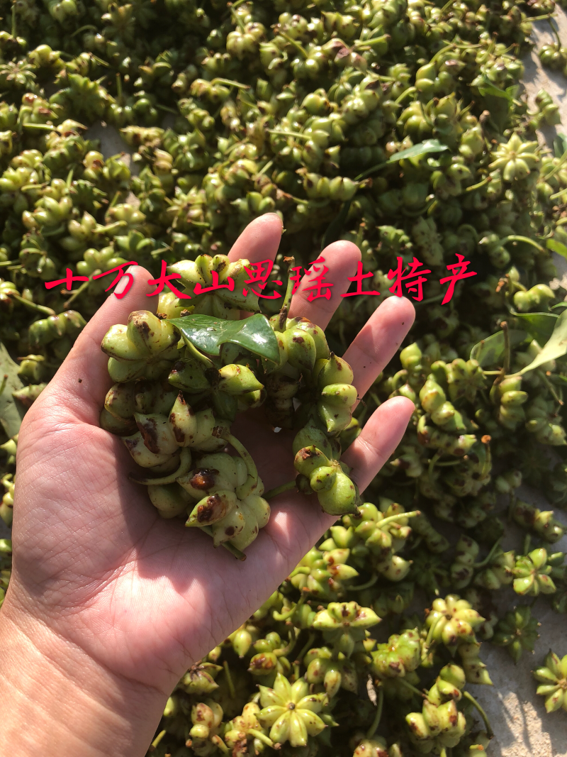 广西大红八角茴香大量供应
