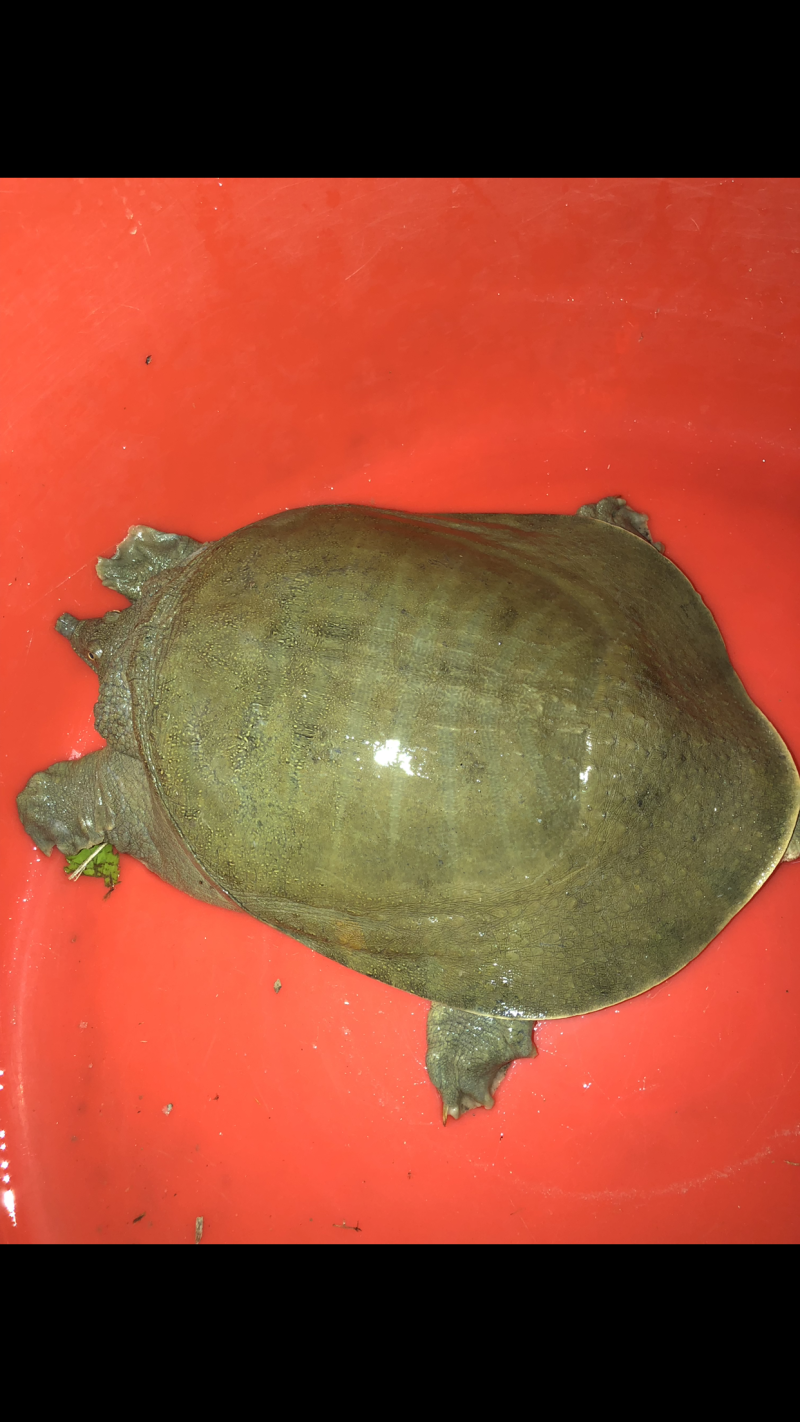 洞庭湖甲鱼枪打上来的野生甲鱼