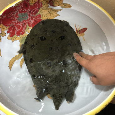 洞庭湖甲鱼枪打上来的野生甲鱼